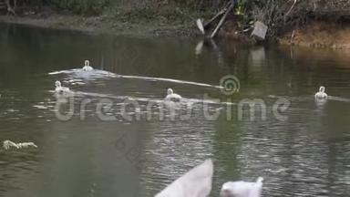 小天鹅群在庞昂湖的庞昂湖上笼中游泳